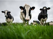 Phát thải khí methane toàn cầu tăng vọt 