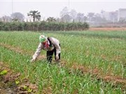 Tỏi An Thịnh, Bắc Ninh được bảo hộ chỉ dẫn địa lý 