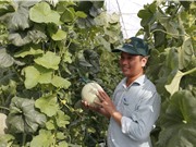 Vinaseed: Xây dựng chuỗi giá trị bền vững