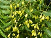 Giảm thất thoát phân đạm nhờ chế phẩm từ hạt xoan Ấn Độ