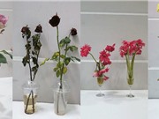 Nước ion đồng giữ cho hoa tươi lâu sau thu hoạch