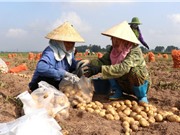 Nghiên cứu chọn tạo giống khoai tây sản xuất quanh năm tại Đà Lạt