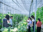 Học tập kinh nghiệm của Hà Lan trong quản lý hợp tác xã