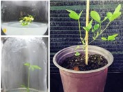 Đậu nành chuyển gene kháng tuyến trùng sưng rễ 