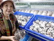 Sản xuất nấm bào ngư ôn đới quy mô công nghiệp rút ngắn một nửa thời gian thu hoạch