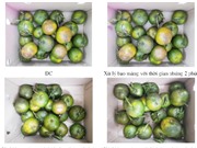 Cam tươi lâu hơn nhờ dung dịch chitosan/PVA