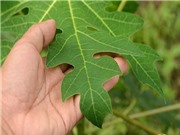 Sản xuất hỗn hợp alkaloit từ lá đu đủ hỗ trợ điều trị bệnh ung thư