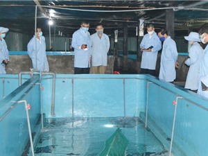 Công nghệ nuôi tôm hùm thương phẩm trong bể