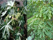 Chế phẩm sinh học trừ bọ phấn trắng từ cây thầu dầu và thuốc cá 