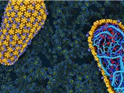 Tái tạo cách thức lây nhiễm của virus HIV trong ống nghiệm