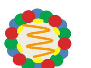 Sản xuất vaccine từ hạt giả virus gây bệnh lở mồm long móng