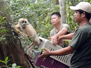 Nghiên cứu dữ liệu di truyền của động vật hoang dã: “Chìa khóa” giúp bảo tồn các loài nguy cấp đúng cách