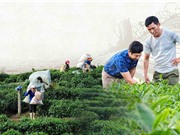Chương trình KH&CN nông thôn miền núi: Tìm giải pháp cho vùng trũng công nghệ