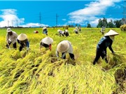 Thủ tướng Nguyễn Xuân Phúc: Kinh tế tập thể, HTX chưa phát triển tương xứng với tiềm năng