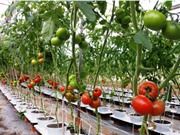 TPHCM: Chi gần 170 tỷ đồng phát triển KH&CN ngành nông nghiệp