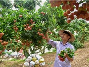 Đơn đăng ký bảo hộ chỉ dẫn địa lý tăng mạnh nhất từ trước đến nay