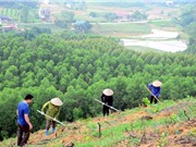 Phục hồi rừng: Không chỉ là tăng độ che phủ