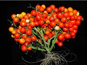 Cây trồng tương lai sẽ nhỏ và năng suất hơn