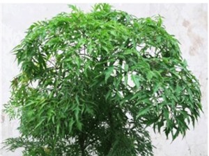 Dùng kỹ thuật chỉ thị phân tử để chọn giống đinh lăng có hàm lượng saponin cao