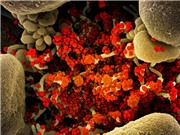 Virus corona có thể đã nhảy thẳng từ dơi sang người