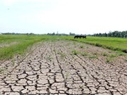 ĐBSCL: Hạn mặn lên cao điểm vào cuối tháng 2