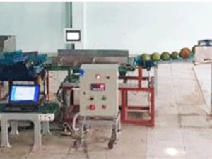 Chế tạo thành công cân động điện tử, phân loại trái cây