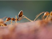 “Giãn cách xã hội” trong thế giới động vật