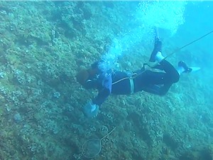 Rạn san hô vịnh Nha Trang: Làm gì để cứu vãn?