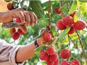 Được bảo hộ chỉ dẫn địa lý tại Nhật Bản: Thêm một chứng nhận uy tín cho vải thiều Lục Ngạn