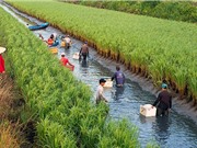 Con tôm ôm cây lúa: gợi ý cho bài toán xâm nhập mặn