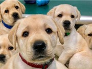 Vì sao chó hiểu ngôn ngữ cơ thể của con người