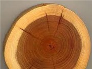 Nhựa sinh học làm từ bột gỗ phân hủy hoàn toàn trong ba tháng