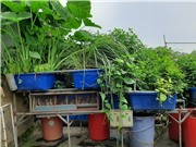 Làm sạch sông Tô Lịch bằng giải pháp sinh thái?