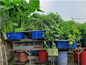 Làm sạch sông Tô Lịch bằng giải pháp sinh thái?