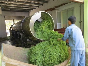 Giải mã công nghệ để phát triển sản phẩm hỗ trợ điều trị Alzheimer từ rau đắng biển 
