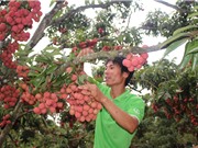 Vải thiều Lục Ngạn: Dự kiến xuất khẩu khoảng 35.000 - 53.000 tấn trong năm 2021