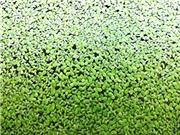 Tạo chất màu từ bèo tấm