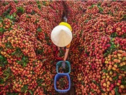 Vải thiều Lục Ngạn: Để “tấm giấy thông hành” phát huy tác dụng