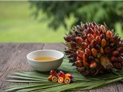 Dầu cọ: Loại dầu thực vật phổ biến nhất thế giới