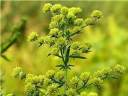 Kết hợp Artermisinin với Aspirian: Hướng đi mới trong bào chế thuốc hỗ trợ điều trị ung thư?