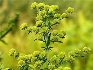 Kết hợp Artermisinin với Aspirian: Hướng đi mới trong bào chế thuốc hỗ trợ điều trị ung thư?