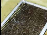 Nuôi lươn không bùn bằng công nghệ tuần hoàn