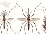 AI nhận diện được muỗi vằn từ các bức ảnh của Mosquito Alert