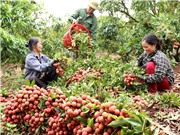 Bắc Giang: Đảm bảo chuỗi vải thiều an toàn trong mùa dịch