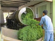 Cơ hội phát triển sản phẩm hỗ trợ điều trị Alzheimer từ giải mã công nghệ chiết xuất hoạt chất bacosides của Mỹ