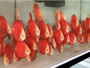 Kỹ thuật mới giúp tăng lợi nhuận trong sản xuất cá dĩa đỏ