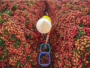 Bắc Giang xuất khẩu gần 11.000 tấn vải thiểu sang Mỹ, Nhật Bản