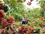 Bắc Giang tổ chức hội nghị trực tuyến tiêu thụ vải thiều