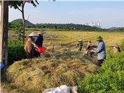 Chuyện đốt rơm rạ: Vẫn chưa có giải pháp hữu hiệu