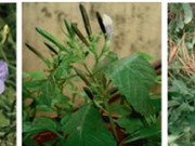 Nghiên cứu tác dụng chống đái tháo đường của lá cây quả nổ
